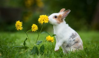 秋季如何养好种兔 冬天怎么养兔