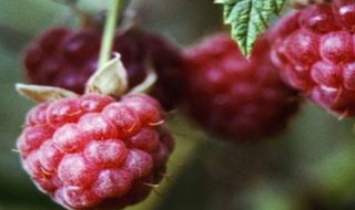 树莓如何养好（树莓的栽种和养护）