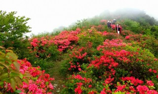 映山红是杜鹃花吗（映山红是否是杜鹃花）