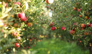 怎么用苹果种子种出苹果树 用苹果种子怎样种出苹果树