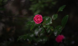 适合种在阳台的花 适合种在阳台的花有哪些