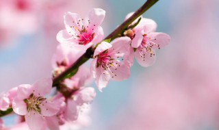 家里阳台种桃花好不好（阳台种桃花犯风水吗）