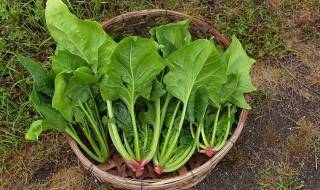 阳台种菠菜的方法（阳台种菠菜需要注意什么）