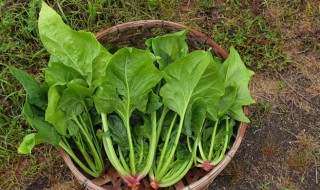 阳台秋季种什么菜好（秋冬季节阳台种什么蔬菜）