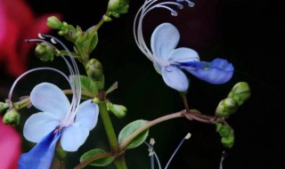 蓝蝴蝶花可以种阳台吗 雪蓝花适合在阳台种么?