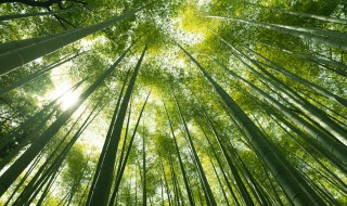 阳台上种竹子风水禁忌（阳台种竹子的注意事项）