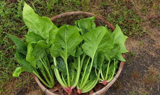 阳台种什么菜比较好 阳台种哪种菜比较好