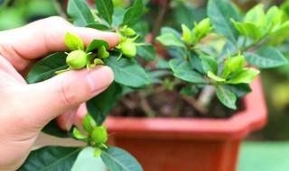 栀子花摘回来要怎么养 摘回来的栀子花怎么养