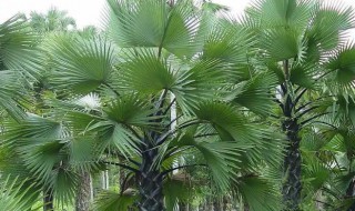 棕榈树怎么种植 棕榈树如何种植
