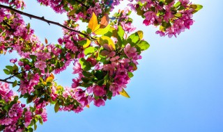 牡丹花种子怎么种植（牡丹花种子怎么种植悯一花种籽闪可一种吗）