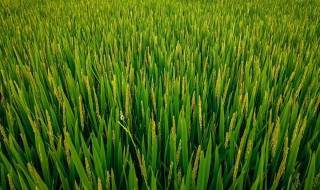 水稻是单子叶植物吗 水稻是单子叶吗?