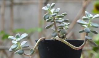 多肉露养大暴雨怎么办 多肉植物露天养护遇到下雨怎么办