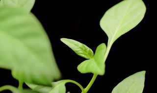 芽苗菜怎么种植 芽苗菜的种植方法