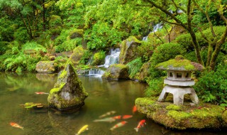 鱼池青苔怎么清除（鱼池青苔怎么清除不影响鱼）