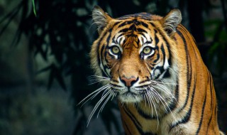 老虎为什么被称为百兽之王（老虎为什么被称为百兽之王?老虎的种类,特点和居住环境）