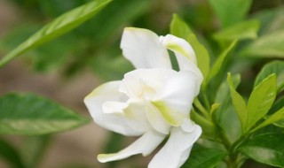 栀子花花期（栀子花花期多长）