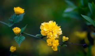 棣棠花什么时候开花（棣棠花的花期）