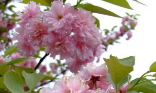 日本晚樱什么时候开花（日本晚樱多少年开花）