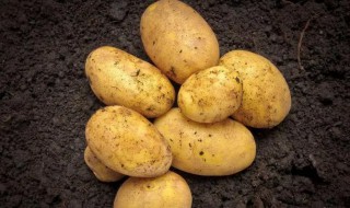 土豆的沙土保存方法 土豆放沙保存