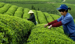 明前径山茶保存方法（明前茶怎么采摘）