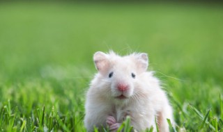 家庭养殖小白鼠需要注意什么（养殖小白鼠是做什么用的）