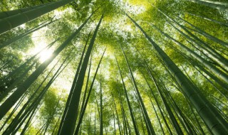 绿化青竹的养殖方法和注意事项（绿青竹怎么养）
