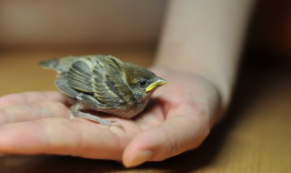 小雏鸟养殖方法和注意事项 养雏鸟需要准备什么