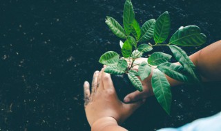 栾树养殖技术和注意事项（栾树种植技术与养护管理）