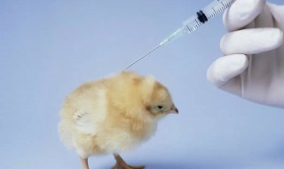 鸡疫苗的保存方法（鸡瘟疫苗怎么保存）