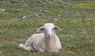 养殖业养羊的注意事项（养殖羊需要注意）