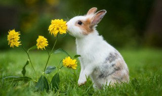 养兔的养殖方法和注意事项 兔子的养殖技术要点及注意事项