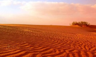 沙漠有哪些事物 沙漠最常见的东西是什么