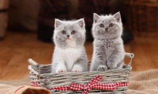 小猫多久开始吃猫粮 小猫咪多久开始吃猫粮