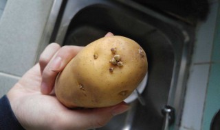 土豆怎么保存不长芽 土豆怎么保存不长芽放保鲜可以吗