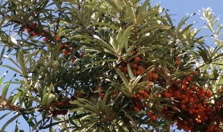 沙棘果树种植方法 沙棘果树怎么种植技术