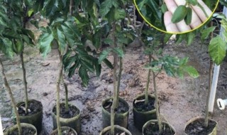 盆栽黄皮果树种植方法 如何种黄皮果盆栽