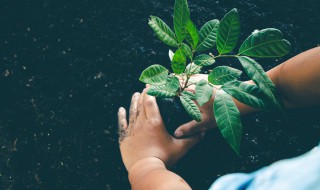 新兴果树种植方法 果树种植新技术