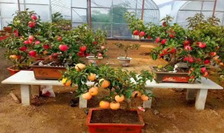 盆景苹果树种植方法 苹果树盆景的种植技术