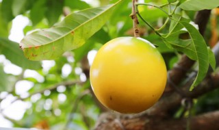 金果果树种植方法 金灯果种植方法