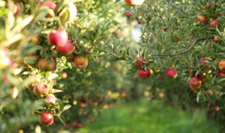 春季小果树种植管理方法 果树的春季管理方法