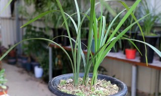 秋芝怎么栽培 秋芝栽培及管理方法