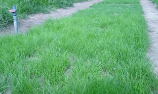 草坪草籽播种方法 草坪籽种植方法