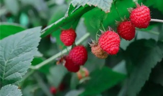 树莓栽培种植方法 树莓栽培实用技术