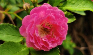 蔷薇的栽培方法 蔷薇花栽培方法