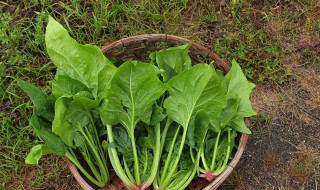 野菠菜怎么做好吃（野菠菜的做法）