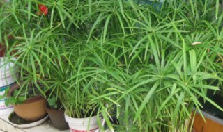 水竹土栽种植方法和注意事项 水竹怎么盆栽用什么土