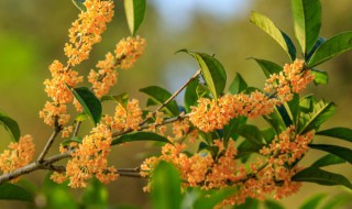 桂花栽种注意事项 桂花种植方法及养护