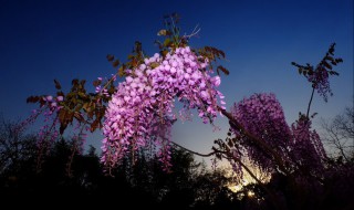 室外栽种紫藤的注意事项 紫藤花的种植方法和注意事项