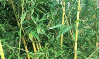 北方栽种青竹应注意什么 青竹适合在北方生长吗