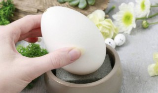 鹅蛋煮多长时间 鹅蛋煮多长时间才能煮熟啊